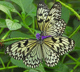 butterfly on a flower