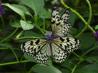 two butterflys on flower