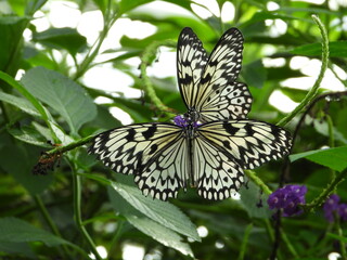 butterfly on flower