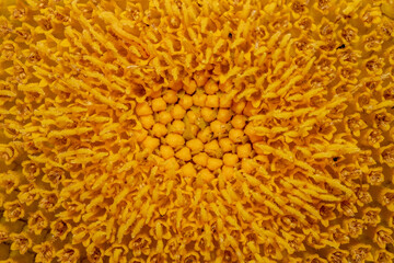 Close up shot of Sunflower internal details
