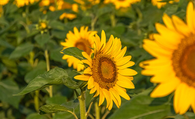 Fleurs de tournesols dans un champs avec la lumière du soleil.	