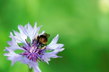 bee's butt