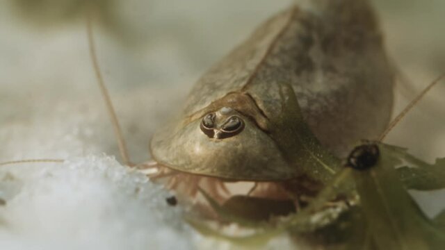 Triops or tadpole shrimp, a living fossil. Oldest living specimen in the world.