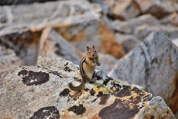 Chipmunk