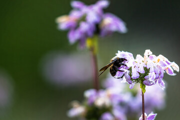 Big blue wood bee collects food in a bulbous-brand herb blossom