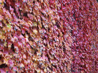 red and yellow autumn leaves of decorative grapes on concrete wall in sunlight for natural background
