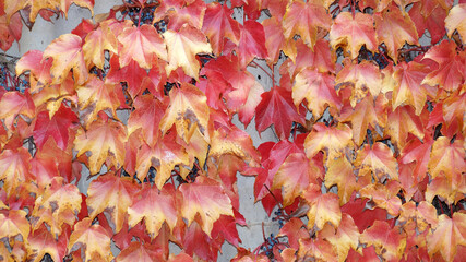 red and yellow autumn leaves of decorative grapes on concrete wall in sunlight for natural background
