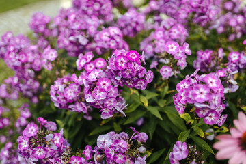 Purple flowers close-up