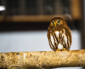 Selective of a brown owl on a branch