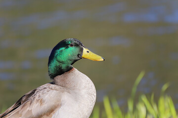 Stockente Portrait