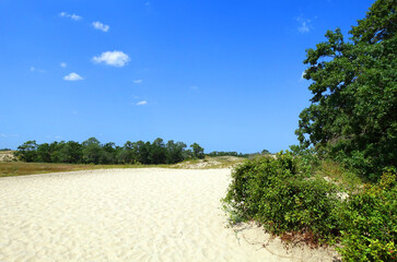 Summer landscape of Letea sand dunes, Danube Delta, Romania, Europe