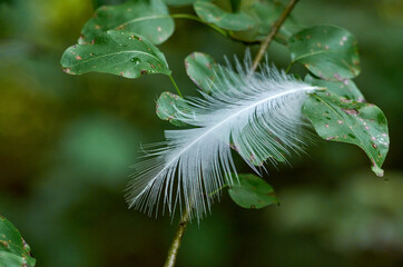 White feather on a branch with leaves