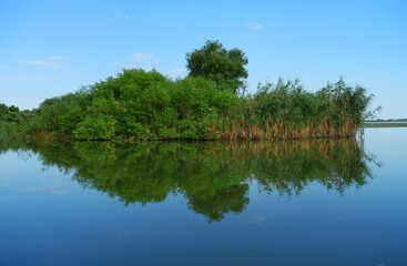 Fototapeta na wymiar Boat trip in Danube Delta. Plants specific to the wetlands of Danube Delta in Romania, Biosphere Reserve, Europe 