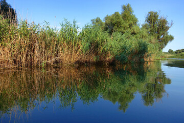 Fototapeta premium Boat trip in Danube Delta. Plants specific to the wetlands of Danube Delta in Romania, Biosphere Reserve, Europe 