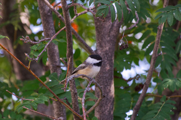 A Black-capped Chickadee in a Mountain Ash Tree