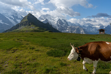Une vache qui avance de droite à gauche dans des alpages avec en fond des massifs montagneux enneigés - obrazy, fototapety, plakaty
