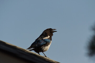 A Magpie on a Shed