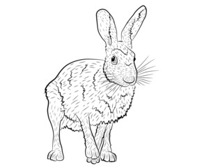 Vector illustration of a European hare in isolate on a white background. Vector illustration. © Inna