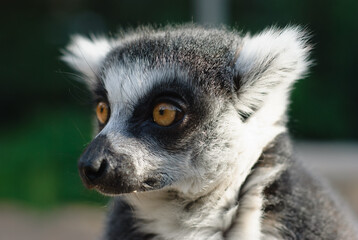 Close-up portrait of lemur catta (ring tailed lemur), Prague Zoo