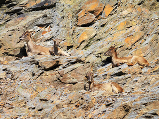 Four female Capra Ibex goats on a mountain flank