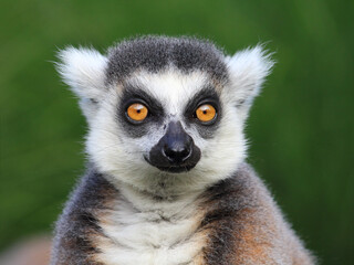 Close-up portrait of lemur catta (ring tailed lemur), Prague Zoo - obrazy, fototapety, plakaty