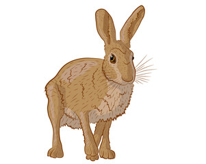 Vector illustration of a European hare in isolate on a white background. Vector illustration.