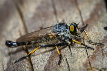 Robberfly on wood