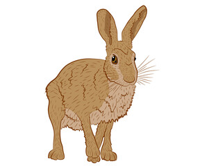 Vector illustration of a European hare in isolate on a white background. Vector illustration.