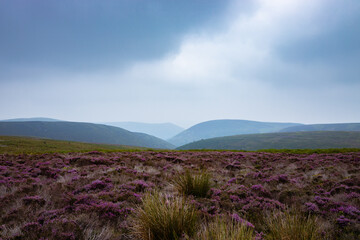 Fototapeta na wymiar Purple heather on a misty morning