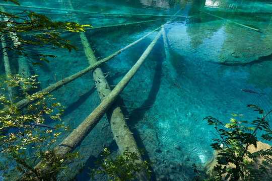 des troncs d'arbre au fond d'un lac aux eaux bleues et transparentes