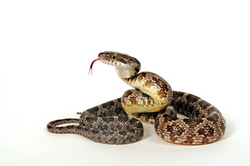 Erdnatter // Western rat snake (Pantherophis obsoletus)