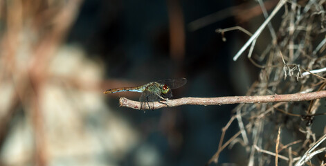 Dragonfly close up