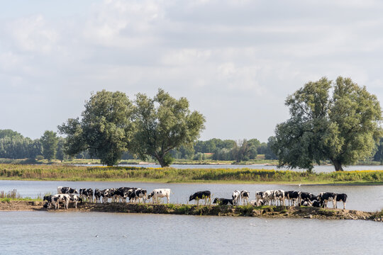 Panorama with ows seeking some cooling near the river on a warm summer day in August near Gorinchem in NL