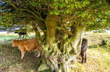 Highland cattle grazing and relaxing in the shade of trees at Sidbury Hill, Tidworth,Wiltshire,England,United Kingdom.