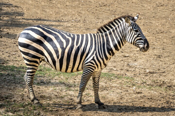 Fototapeta na wymiar A zebra on dry ground