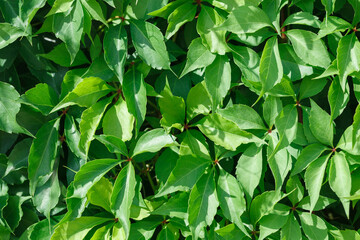 Wall covered with green leaves of wild grape . Natural background. Closeup.