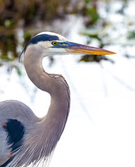 Photograph of a Great Blue Heron bird in the Everglades