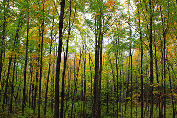 Fototapeta na wymiar Fall deep forest autumn leaves in the woods
