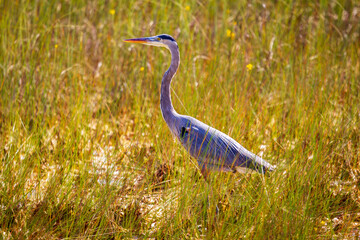 Photograph of a Great Blue Heron bird in the Everglades