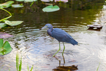 Photograph of a Little Blue Heron bird in the Everglades