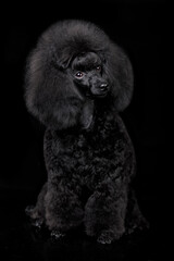 Black toy poodle puppy sits on a Black background