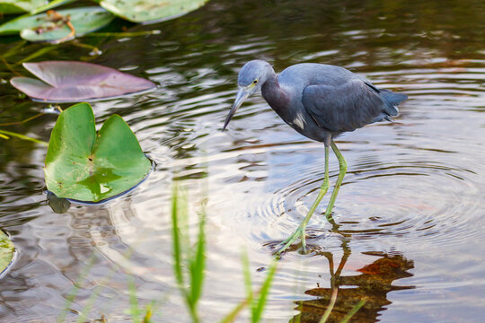 Photograph of a Little Blue Heron bird in the Everglades