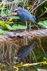 Photograph of a Little Blue Heron bird in the Everglades