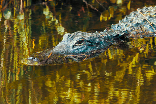 Photograph of an Alligator in the water in the Everglades