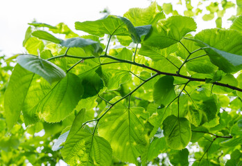Fototapeta na wymiar Bright green diseased leaves of Tilia caucasica linden tree with spots on blue sky background. Disease or pests on young green linden foliage. Selective focus.
