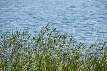 grass in the water