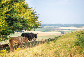 Highland cattle grazing and relaxing in the shade of trees at Sidbury Hill, Tidworth,Wiltshire,England,United Kingdom.