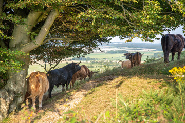 Highland cattle grazing and relaxing in the shade of trees at Sidbury Hill, Tidworth,Wiltshire,England,United Kingdom.