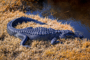 Photograph of an Alligator on land in the Everglades