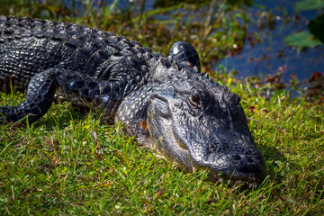 Photograph of an Alligator on land in the Everglades